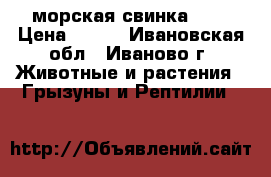 морская свинка !!! › Цена ­ 800 - Ивановская обл., Иваново г. Животные и растения » Грызуны и Рептилии   